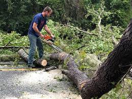 How Our Tree Care Process Works  in  Highland Park, MI