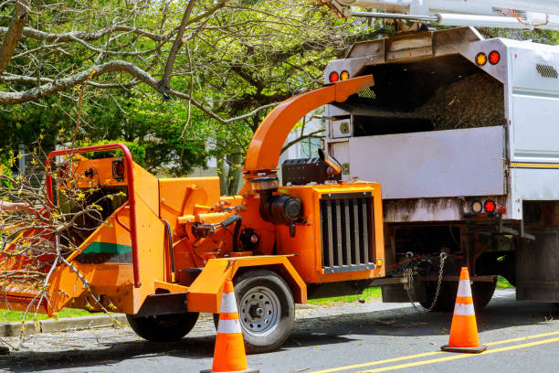 Best Tree Trimming and Pruning  in Highland Park, MI