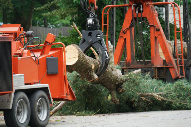 Highland Park, MI Tree Removal Company